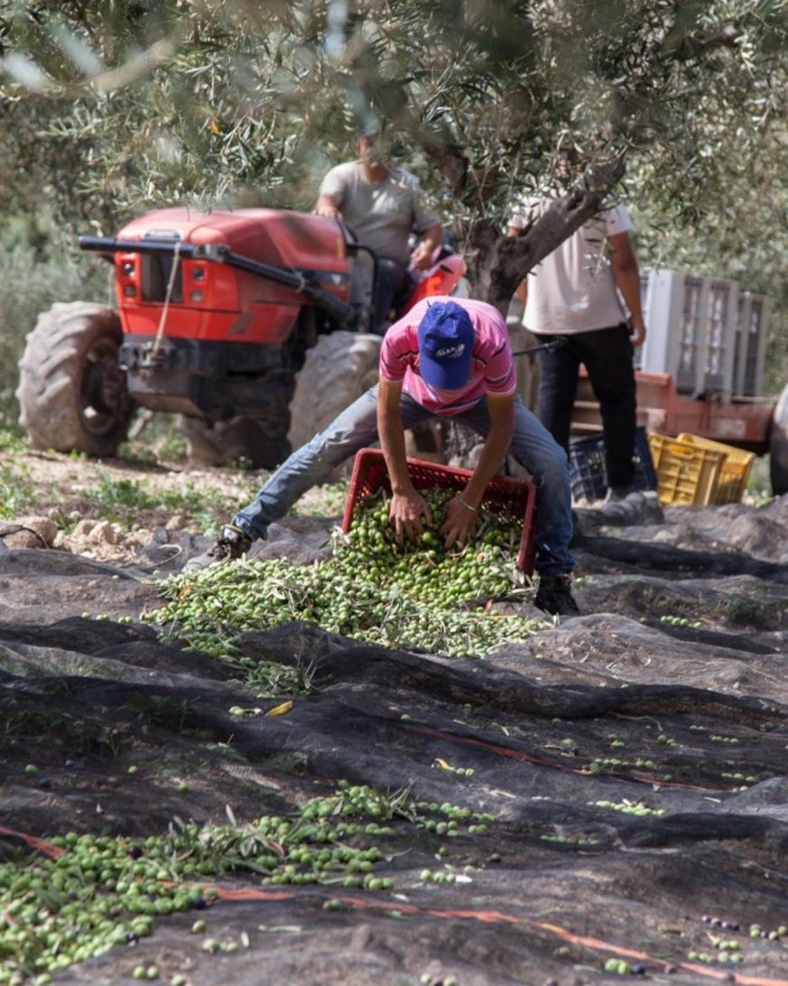 בית הארחה פלמה די מונטקיארו 	Azienda Agricola Mandranova מראה חיצוני תמונה