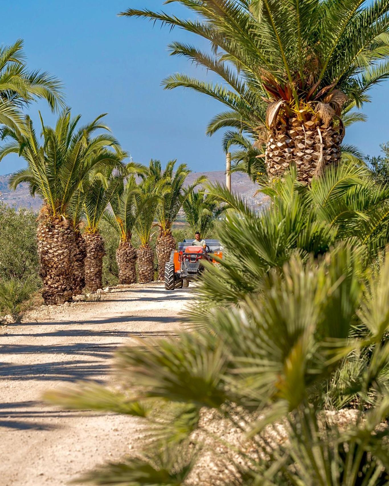 פלמה די מונטקיארו Azienda Agricola Mandranova מראה חיצוני תמונה